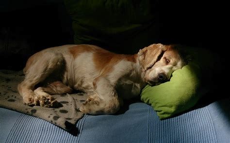 Why Does My Dog Pee When Sleeping? Understanding the Causes and Solutions for Canine Urinary Incontinence